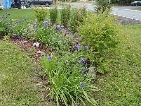 Building a rain garden