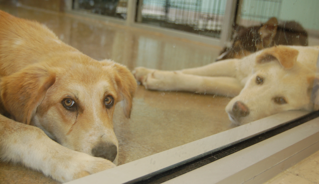 Matanuska Susitna Borough Animal Care Veteran Picked As Shelter