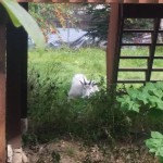 Sleepy Mountain Goat in Palmer by Matt Hardwig/MSB