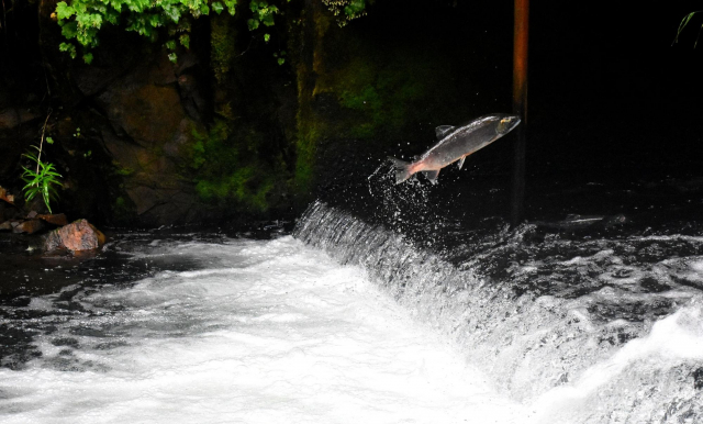 Fish Jumping