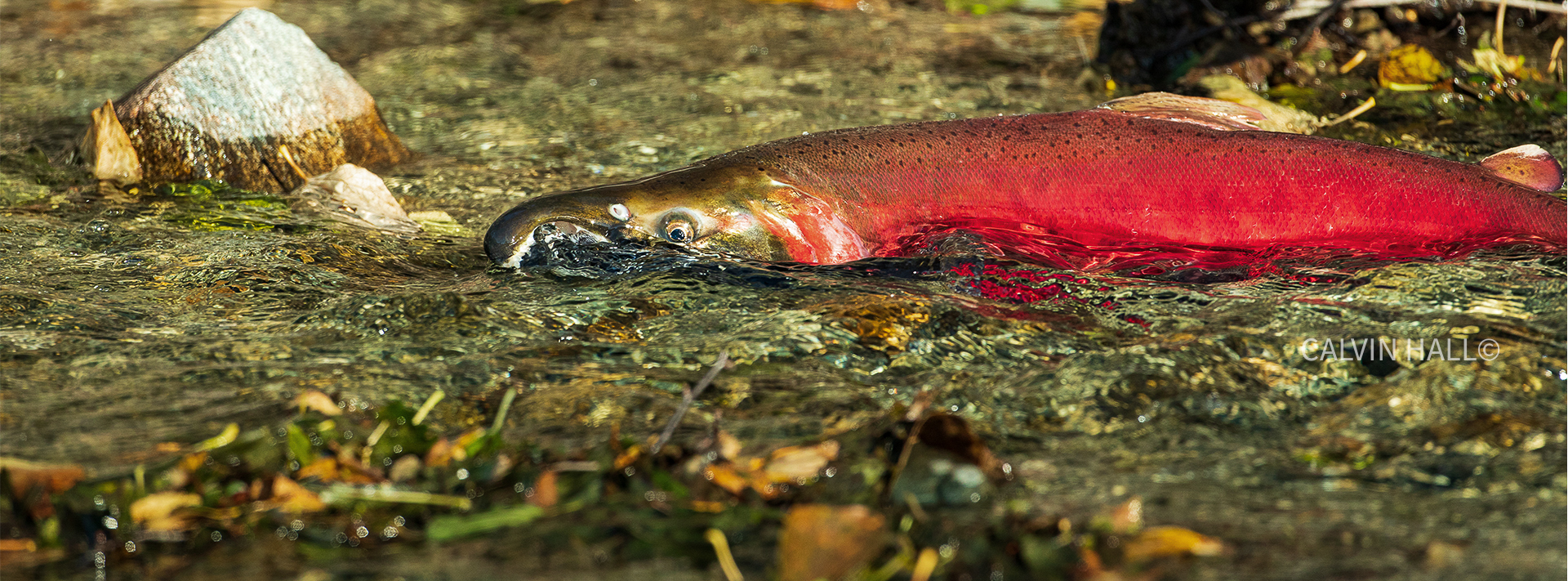 Spawning Silver Salmon